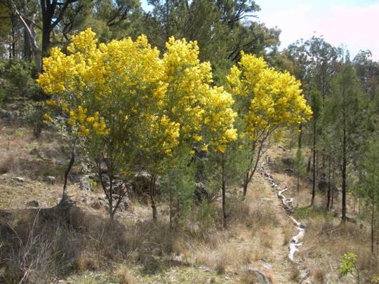 Acacia Neriflolia